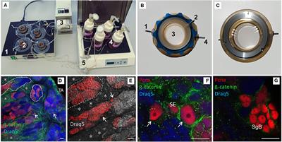 An ex vivo Approach to Study Hormonal Control of Spermatogenesis in the Teleost Oreochromis niloticus